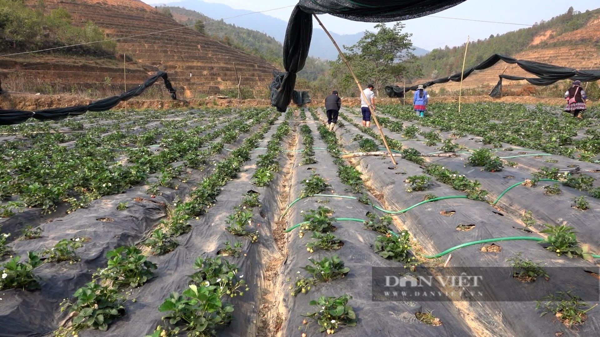 Bỏ cây trồng vụ đông truyền thống, người Mông nơi này trồng thứ cây quả chín đỏ mọng bán được giá lại hút khách - Ảnh 4.