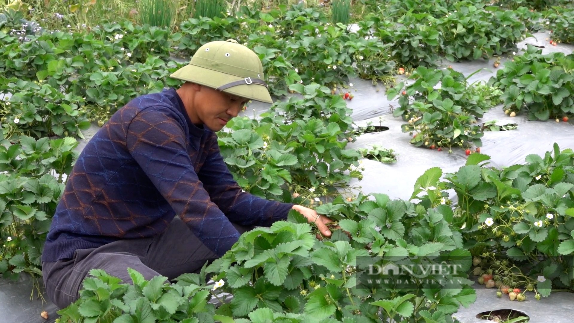 Bỏ cây trồng vụ đông truyền thống, người Mông nơi này trồng thứ cây quả chín đỏ mọng bán được giá lại hút khách - Ảnh 2.