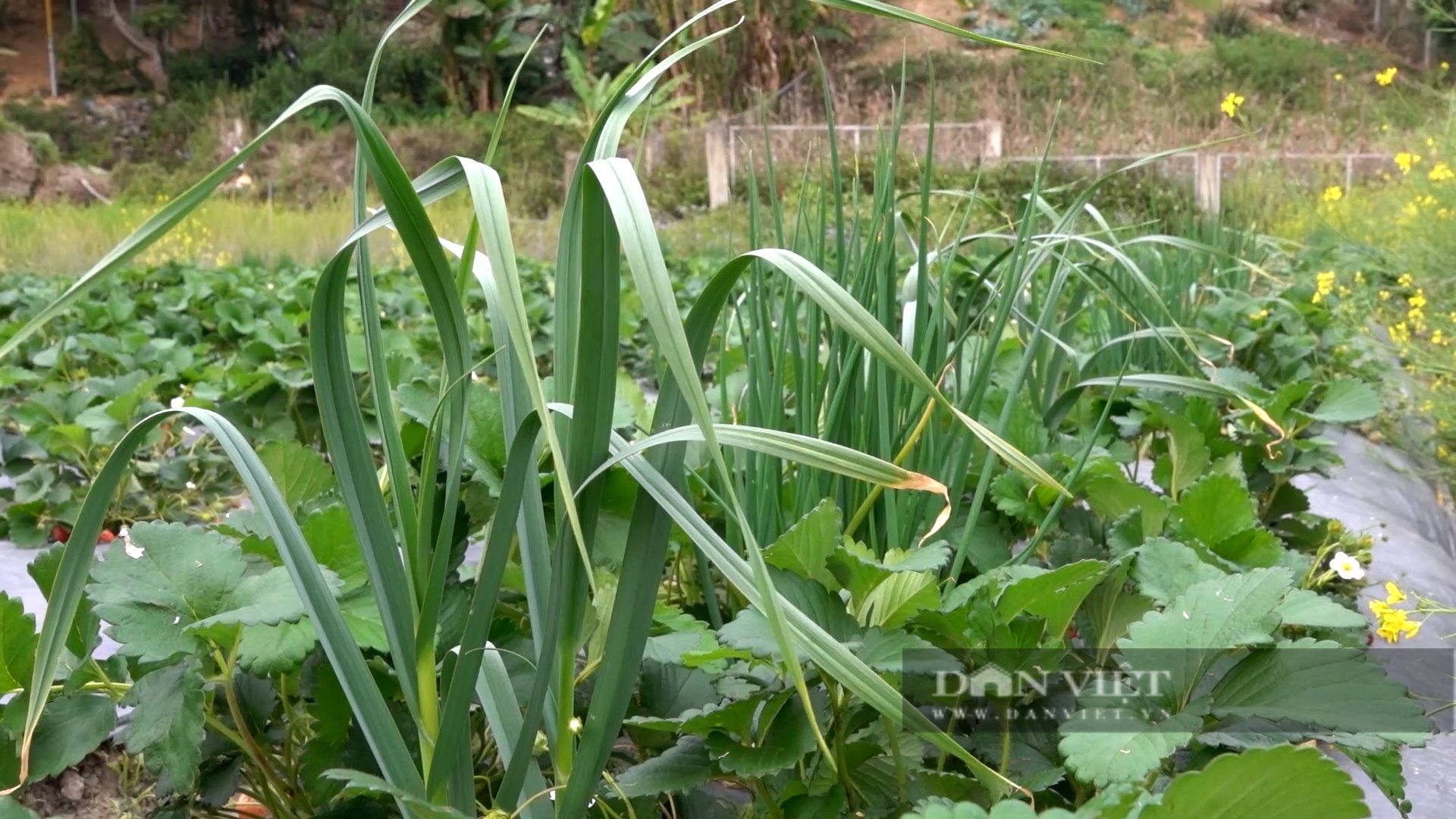 Bỏ cây trồng vụ đông truyền thống, người Mông nơi này trồng thứ cây quả chín đỏ mọng bán được giá lại hút khách - Ảnh 3.