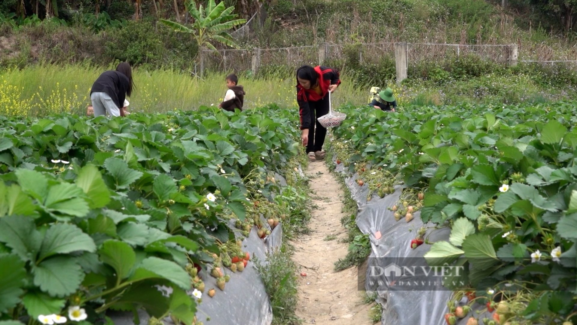Bỏ cây trồng vụ đông truyền thống, người Mông nơi này trồng thứ cây quả chín đỏ mọng bán được giá lại hút khách - Ảnh 7.