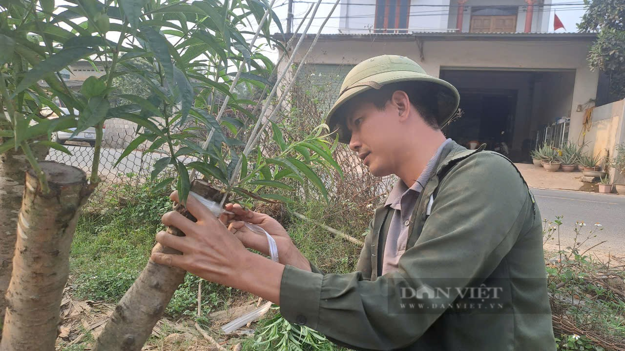 Sở hữu vườn đào cổ thụ 700 cây, một nông dân ở Thái Nguyên thu lời 500 triệu đồng mỗi năm- Ảnh 4.