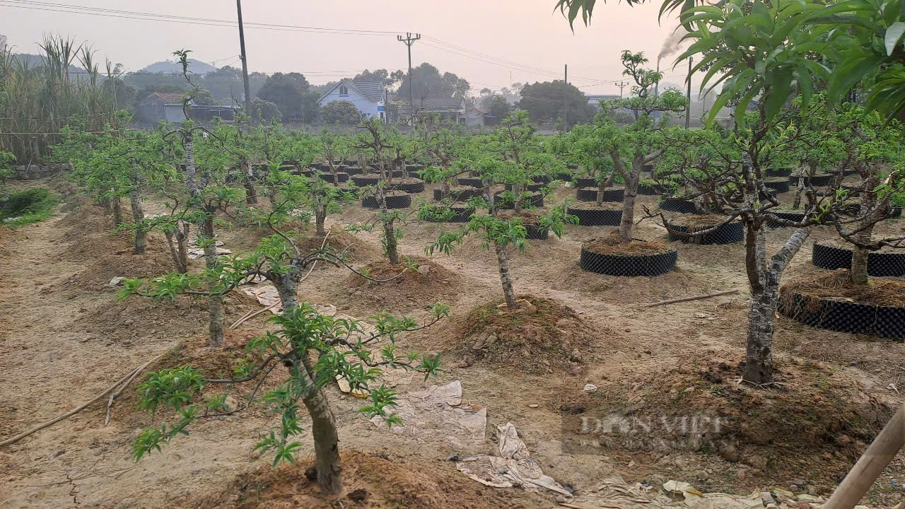 Sở hữu vườn đào cổ thụ 700 cây, một nông dân ở Thái Nguyên thu lời 500 triệu đồng mỗi năm- Ảnh 5.