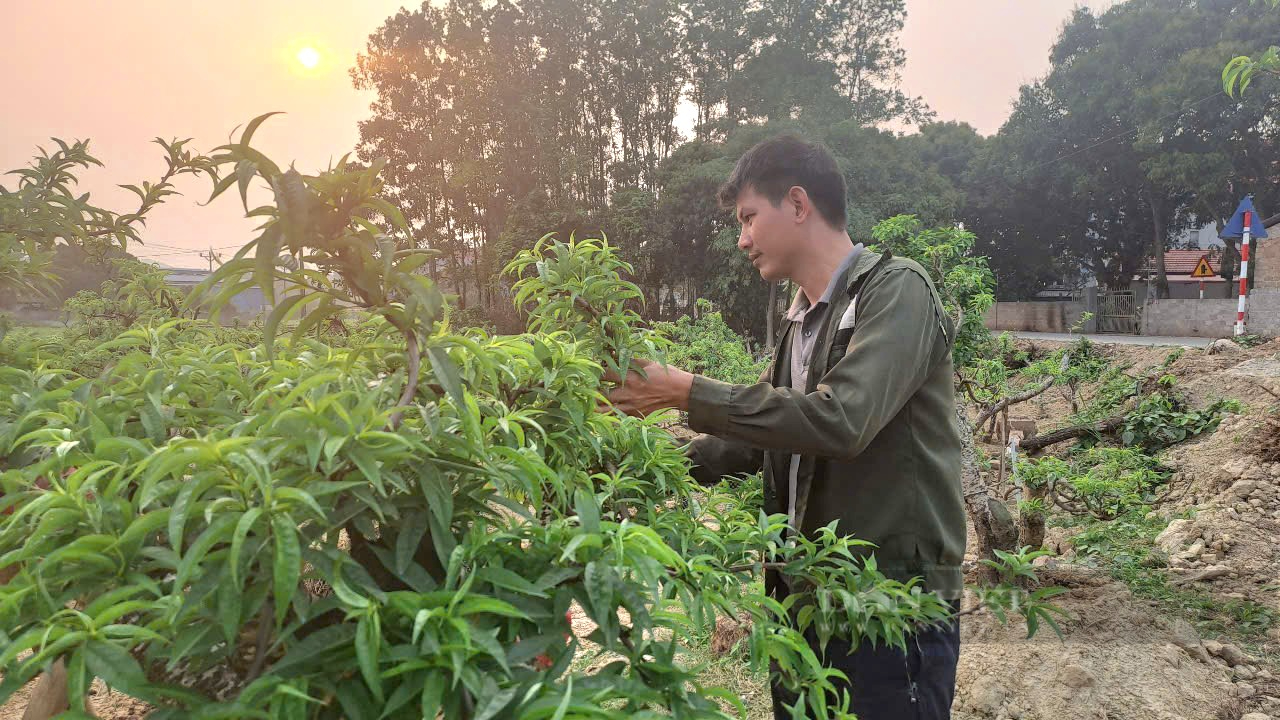 Sở hữu vườn đào cổ thụ 700 cây, một nông dân ở Thái Nguyên thu lời 500 triệu đồng mỗi năm- Ảnh 1.