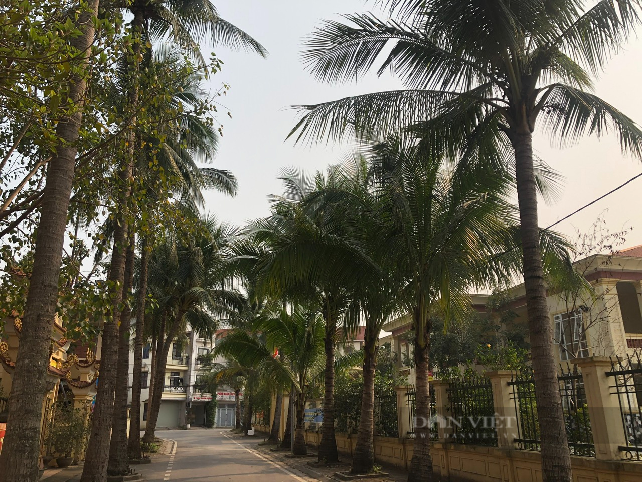 Ngôi làng từng được chọn làm bối cảnh cho nhiều bộ phim nổi tiếng vì trồng một loại cây mà Hà Nội ít có - Ảnh 1.