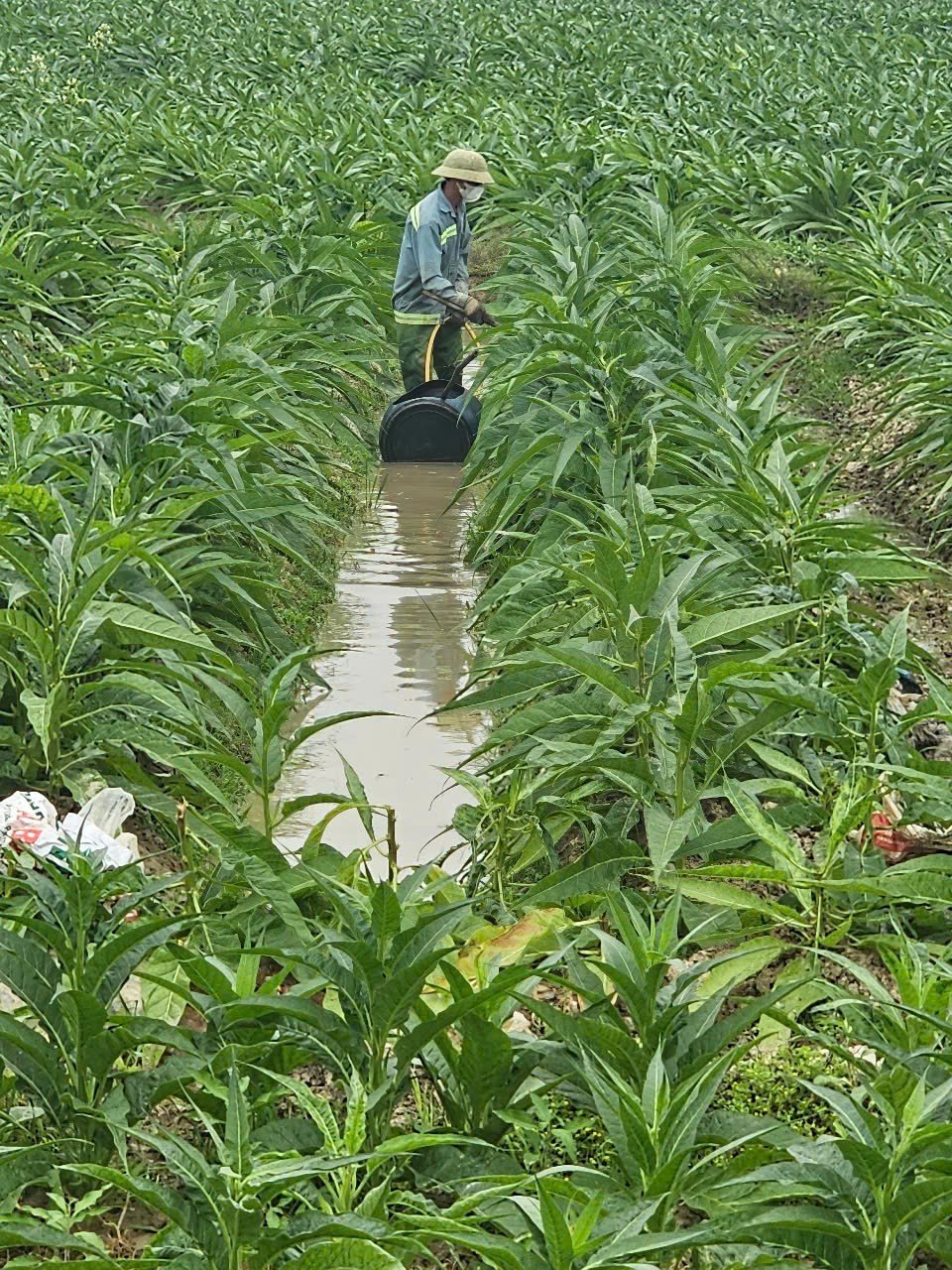 Về nơi nông dân một huyện ở Hải Phòng làm giàu từ sản vật “tiến vua” có giá hàng triệu đồng/1 kg- Ảnh 5.
