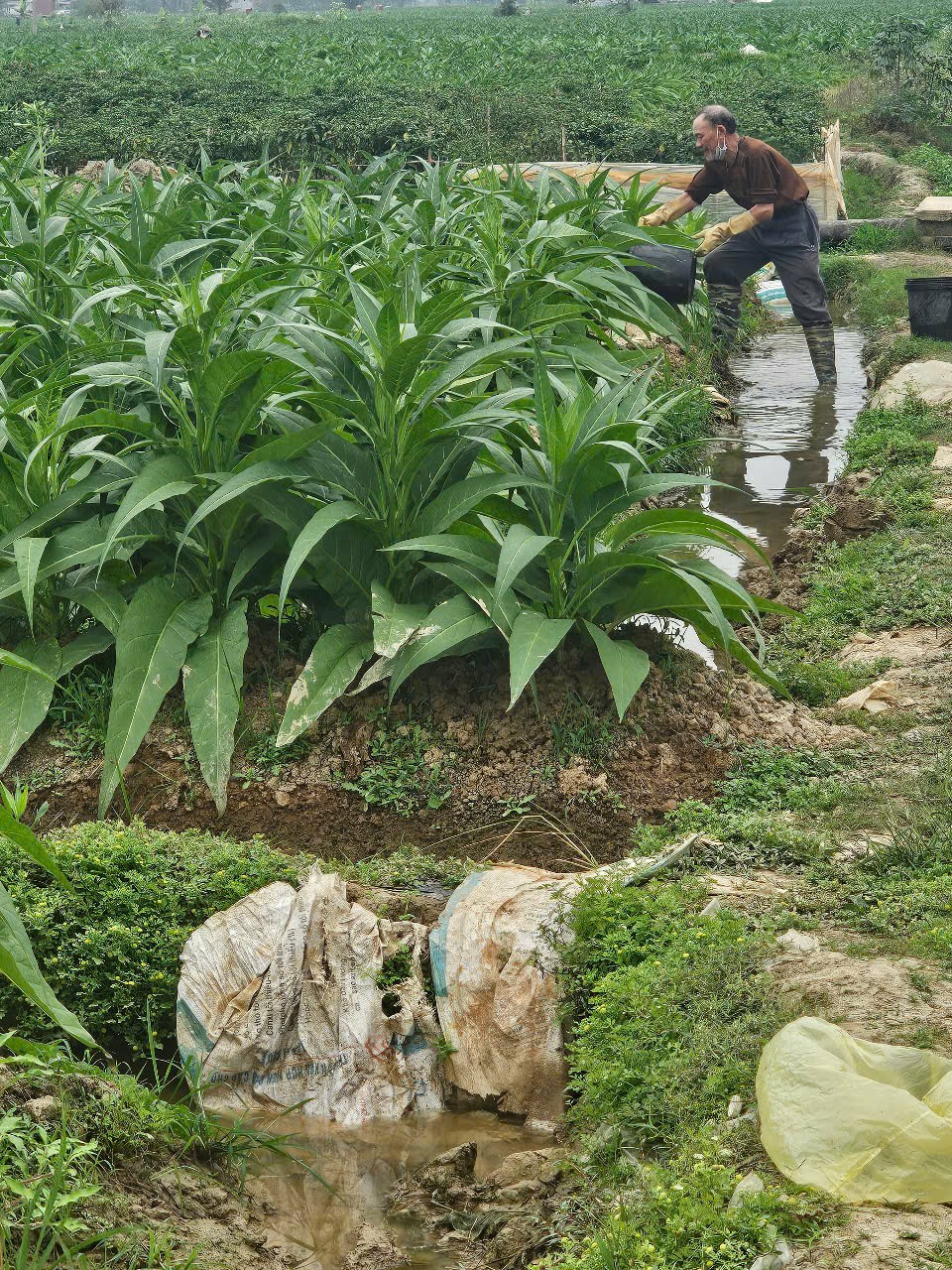 Về nơi nông dân một huyện ở Hải Phòng làm giàu từ sản vật “tiến vua” có giá hàng triệu đồng/1 kg- Ảnh 4.