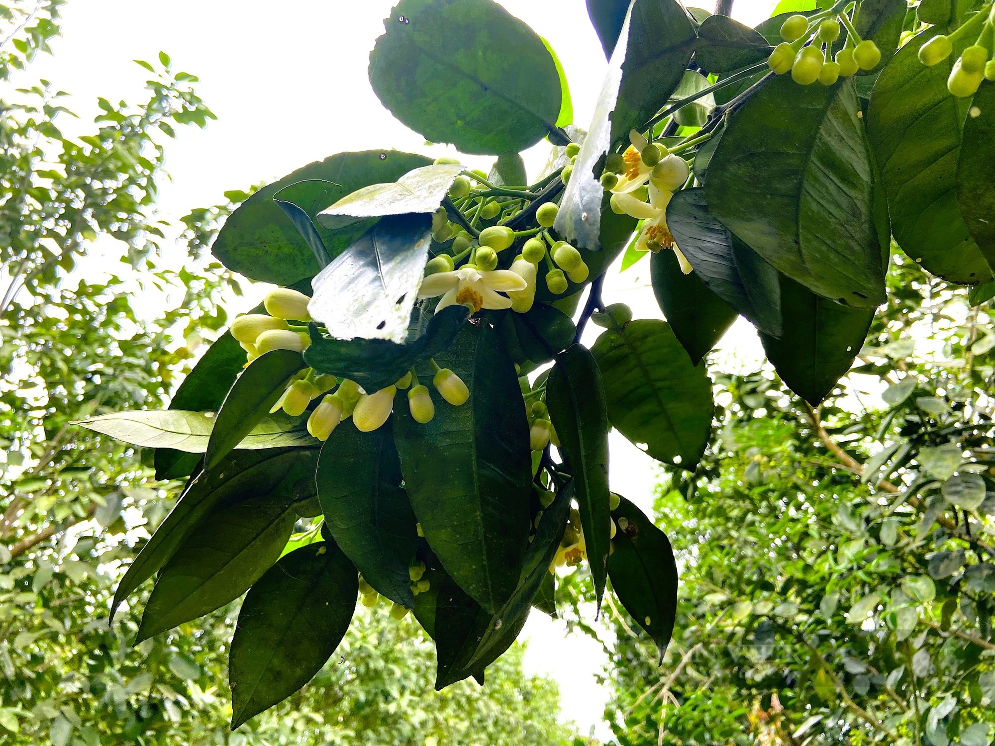 Giữa những ngày xuân tháng 3, nông dân Hà Tĩnh bận rộn “se duyên” cho cây “đặc sản”, cho mùa bội thu - Ảnh 8.