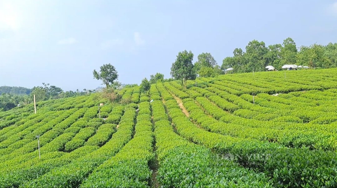 Thái Nguyên ứng dụng công nghệ số trong sản xuất, kinh doanh chè, thúc đẩy tiêu thụ sản phẩm - Ảnh 2.