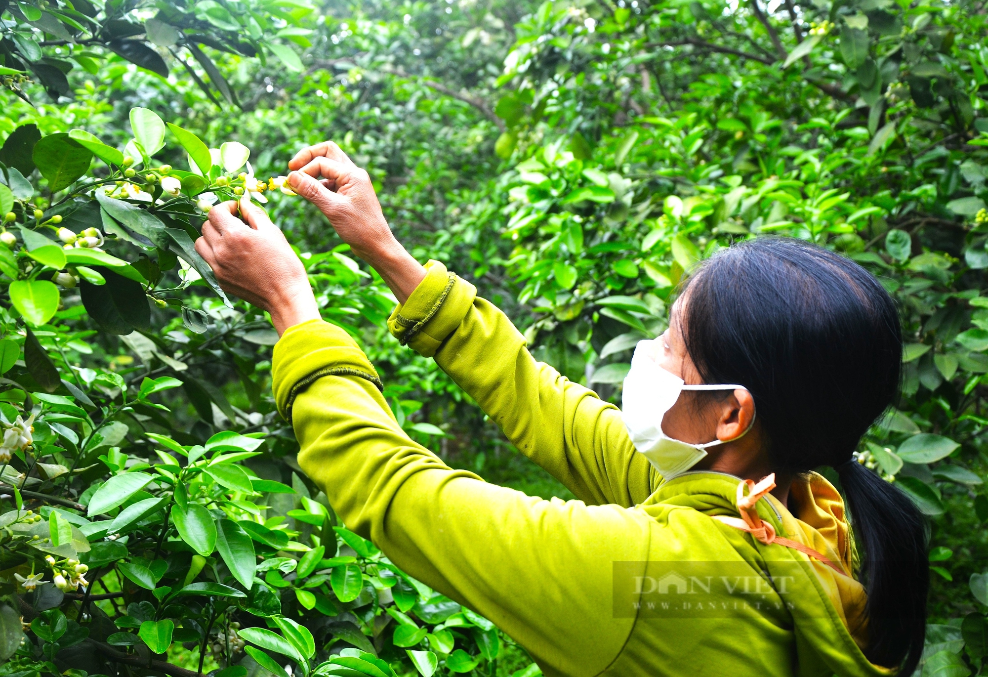 Giữa những ngày xuân tháng 3, nông dân Hà Tĩnh bận rộn “se duyên” cho cây “đặc sản”, cho mùa bội thu - Ảnh 6.