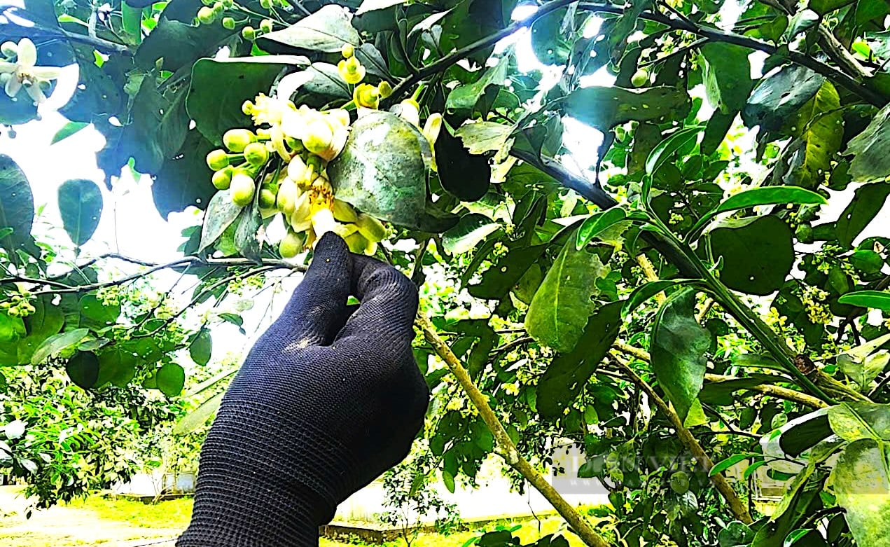 Giữa những ngày xuân tháng 3, nông dân Hà Tĩnh bận rộn “se duyên” cho cây “đặc sản”, cho mùa bội thu - Ảnh 3.