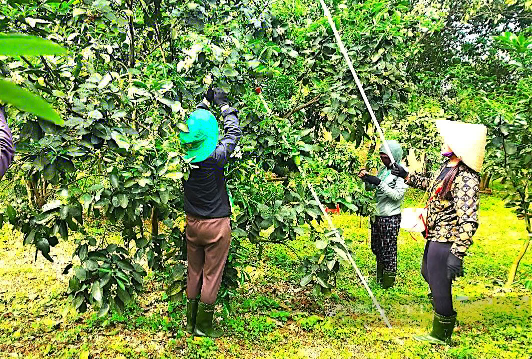 Giữa những ngày xuân tháng 3, nông dân Hà Tĩnh bận rộn “se duyên” cho cây “đặc sản”, cho mùa bội thu - Ảnh 1.