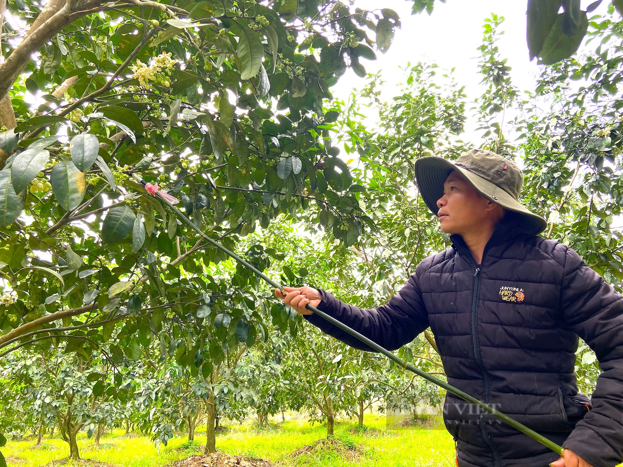 Giữa những ngày xuân tháng 3, nông dân Hà Tĩnh bận rộn “se duyên” cho cây “đặc sản”, cho mùa bội thu - Ảnh 2.