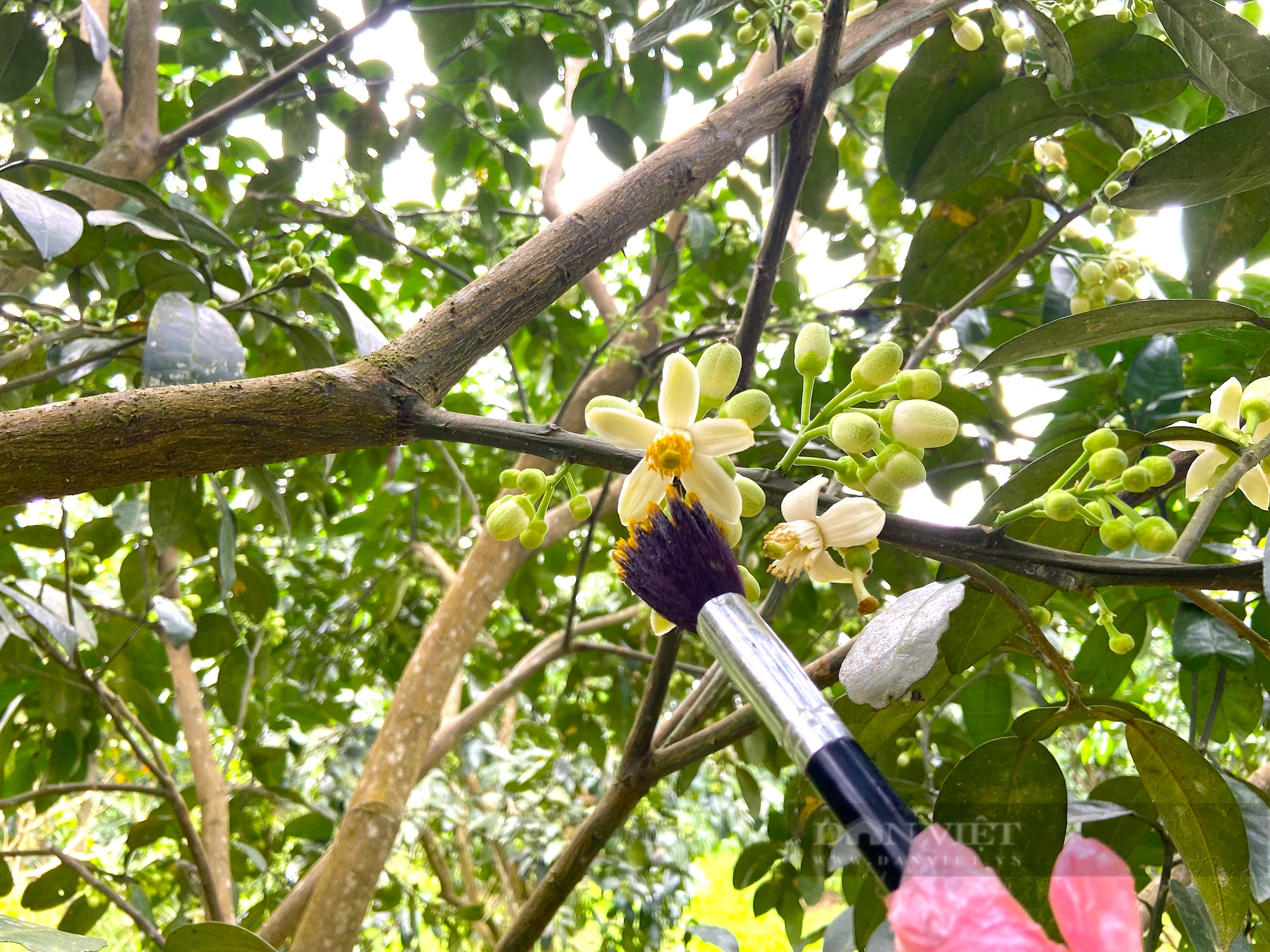 Giữa những ngày xuân tháng 3, nông dân Hà Tĩnh bận rộn “se duyên” cho cây “đặc sản”, cho mùa bội thu - Ảnh 4.