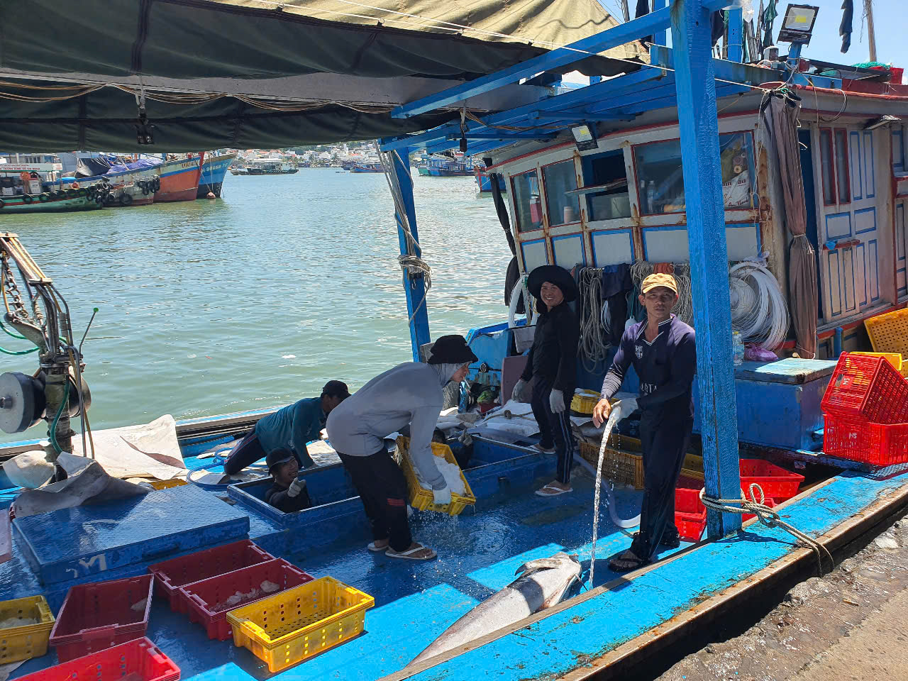 Vào mùa khai thác đánh bắt thủy sản, chủ tàu Khánh Hòa lo lắng thiếu "bạn"  - Ảnh 1.