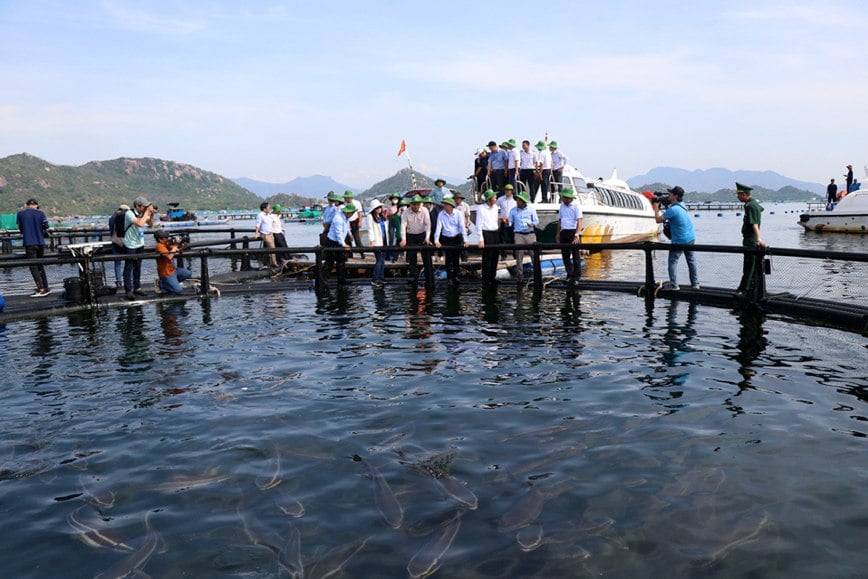 Triển khai đề án thí điểm nuôi biển công nghệ cao tại Khánh Hòa - Ảnh 1.