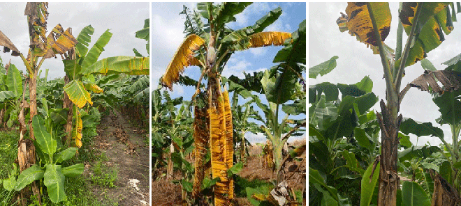 Nấm Fusarium gây hại trên cây cam, chuối cùng nhiều cây trồng, các nhà khoa học, doanh nghiệp hiến kế loạt giải pháp, công nghệ - Ảnh 2.
