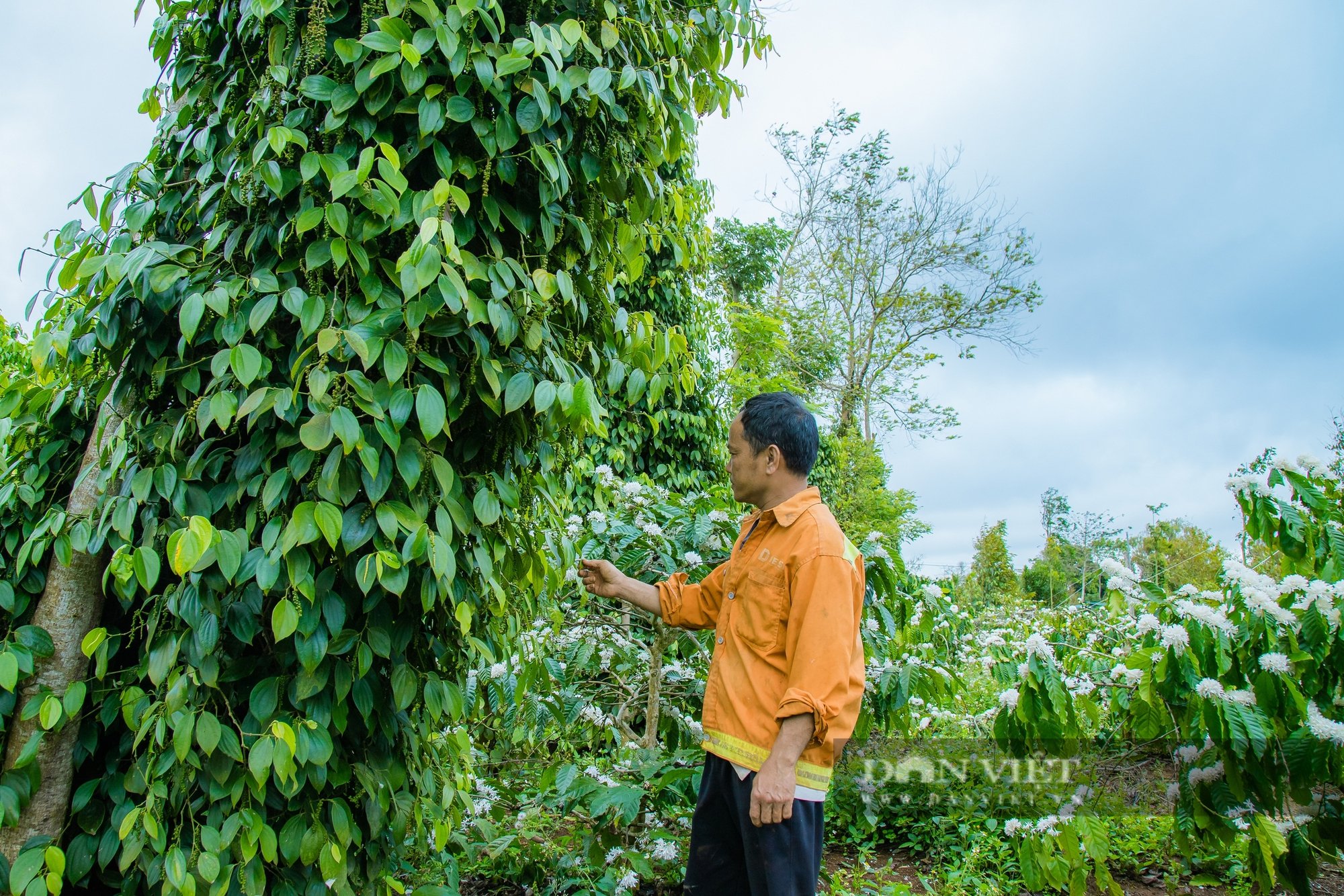 Giá tiêu tăng cao nhưng tại sao nông dân trồng tiêu tại Đắk Lắk vẫn kém vui?- Ảnh 8.