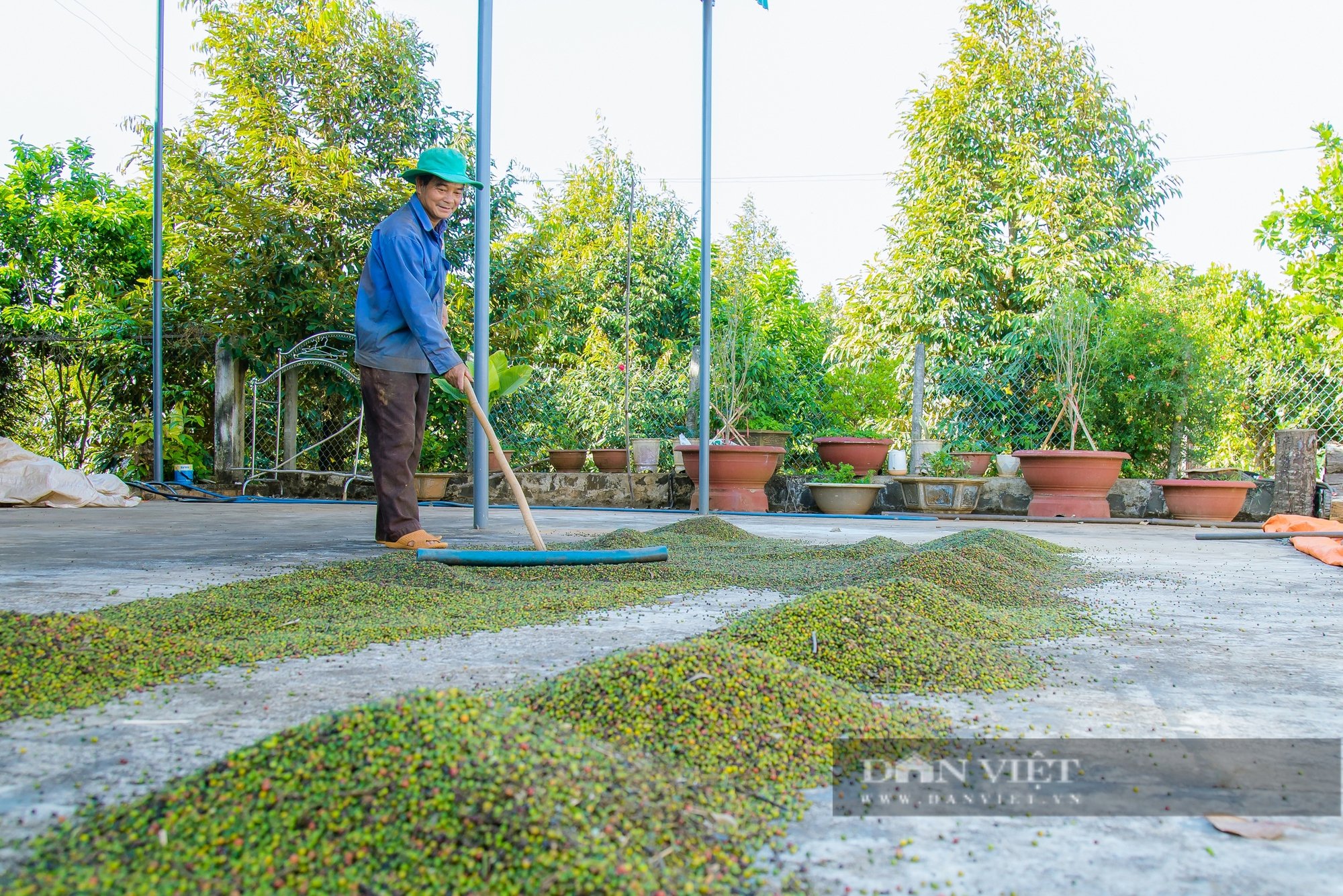 Giá tiêu tăng cao nhưng tại sao nông dân trồng tiêu tại Đắk Lắk vẫn kém vui?- Ảnh 5.