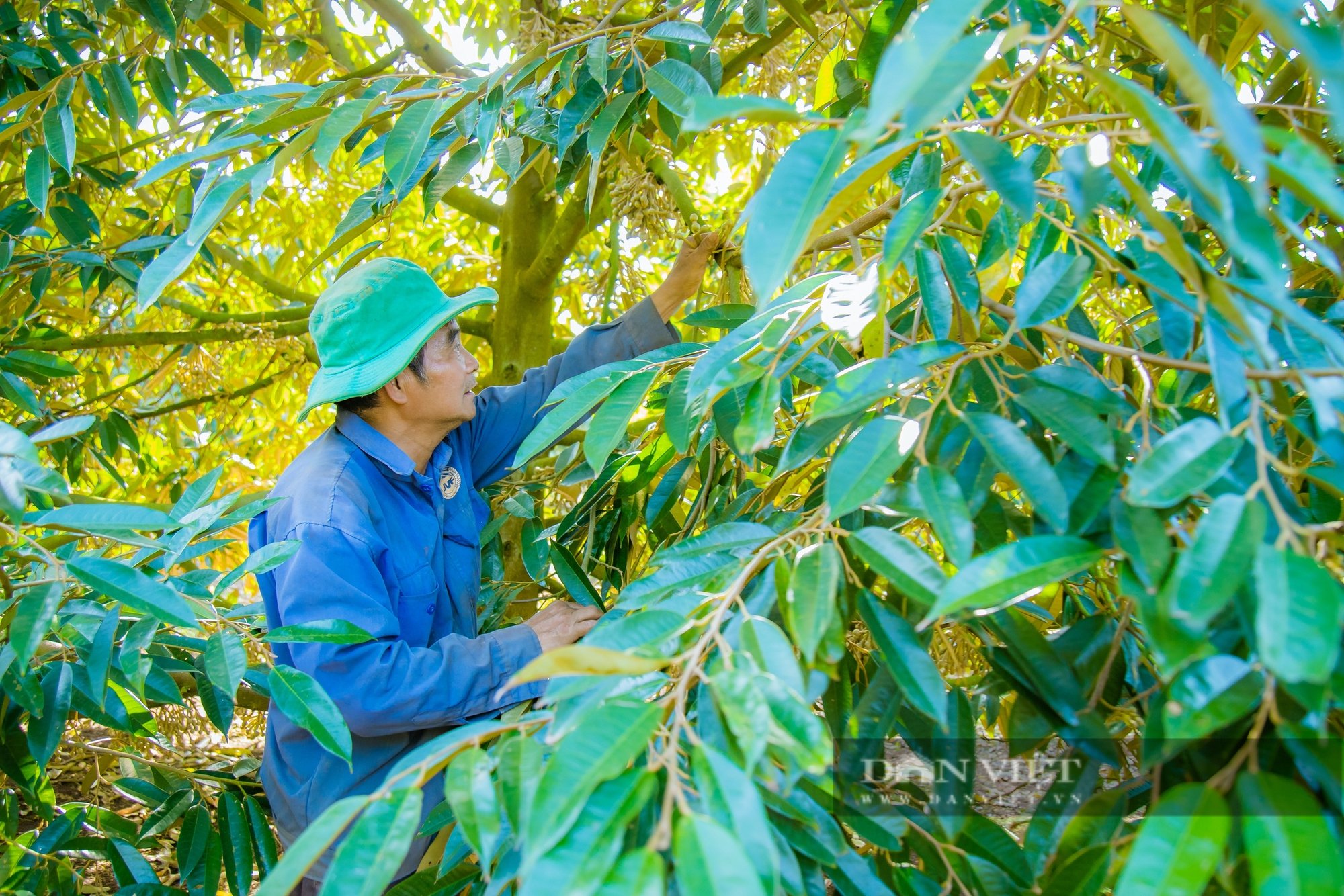 Giá tiêu tăng cao nhưng tại sao nông dân trồng tiêu tại Đắk Lắk vẫn kém vui?- Ảnh 7.