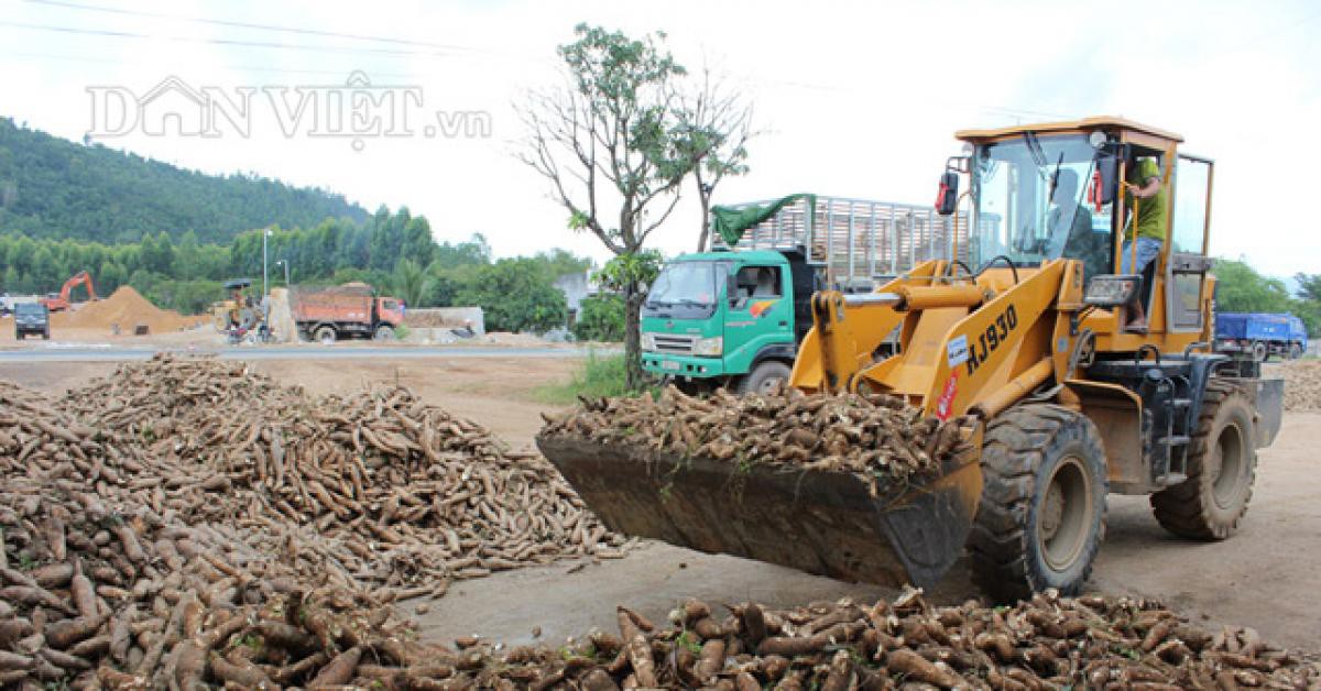 Giá nhích lên, xuất khẩu sắn Việt Nam có dấu hiệu khởi sắc