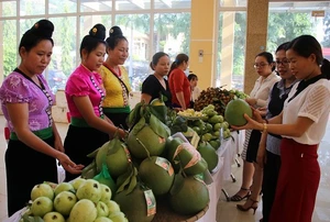 Nông dân Sơn La bứt phá với mô hình kinh tế tập thể