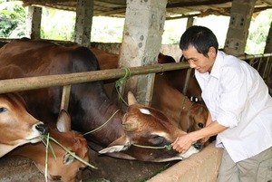 Hội Nông dân Sơn La: Tạo vốn giúp nông dân phát triển sản xuất