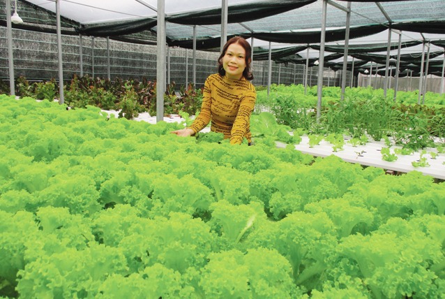 Gái xinh &quot;9x&quot; bỏ phố về quê khởi nghiệp trồng rau thủy canh, đút túi hơn nửa tỷ/năm
