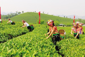 Vốn quỹ, cánh tay nối dài của nhà nông Sơn La