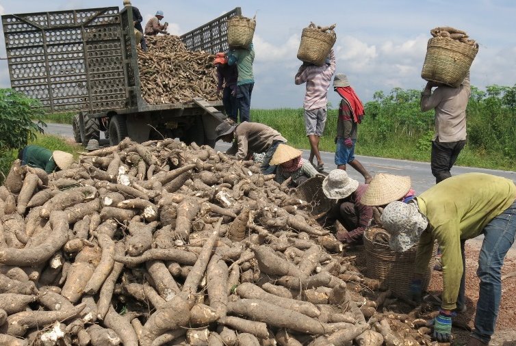 Cầu Trung Quốc yếu, xuất khẩu sắn giảm gần 18% trong 5 tháng