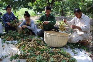 Nhãn đã 'nhả vàng': Từ đặc sản vùng xa, nhãn Sơn La vươn ra thế giới