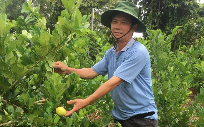 &quot;Liều&quot; trồng những loài cây lạ, một nông dân tỉnh Bà Rịa-Vũng Tàu bán trái cũng đắt mà bán giống nhiều người mua