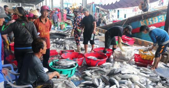 Cá nhiều, dầu rẻ, ngư dân hào hứng vươn khơi
