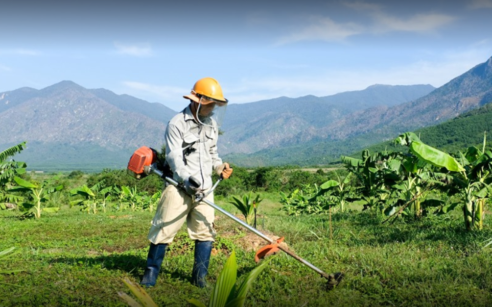 4 chàng lính ngự lâm rủ nhau bỏ phố lên rừng làm nông nghiệp sạch kết hợp với du lịch sinh thái