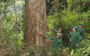 Sơn La: Khi người dân đồng hành cùng kiểm lâm giữ rừng