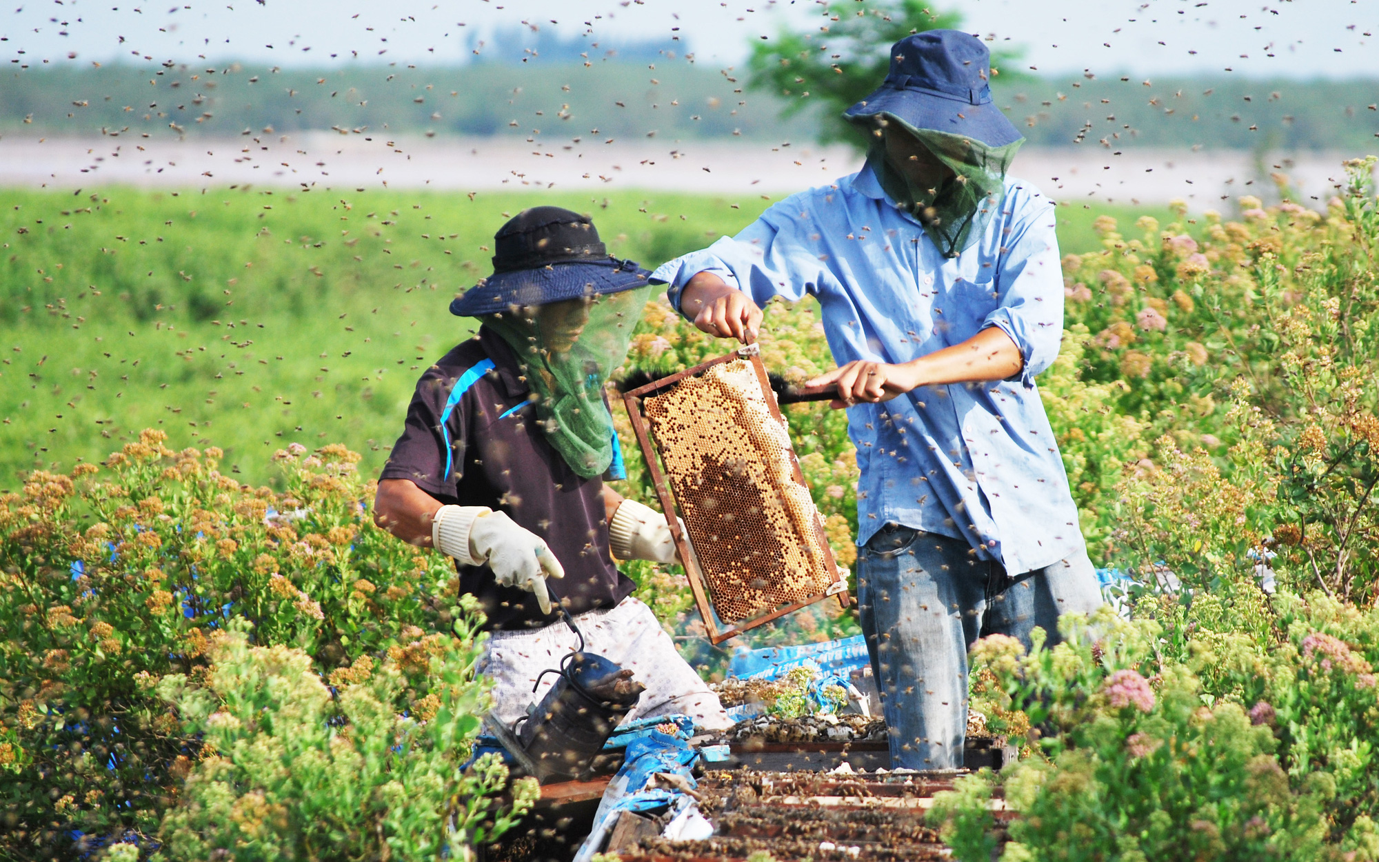 Nông dân thu nhập &quot;khủng&quot; nhờ nuôi ong lấy mật từ loài hoa ít ai ngờ tới