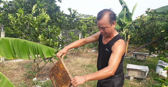 Ông lão 80 tuổi và bí quyết nuôi ong cho mật ngọt
