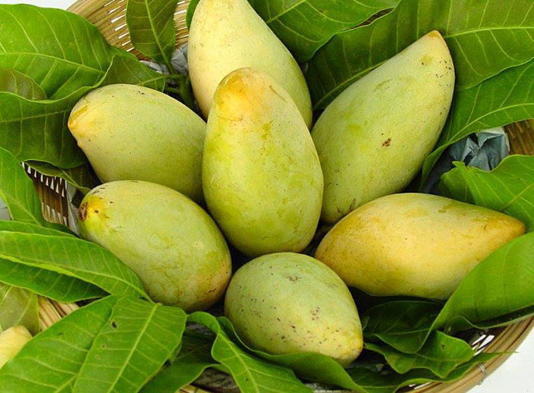 Lạ lùng: Doanh nghiệp xoài mượn nhau mã số xuất khẩu 