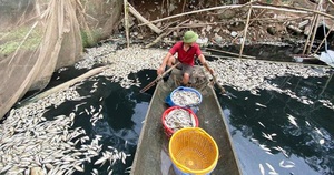 Dân khóc ròng vì cá quây, cá lồng chết trắng sông Châu