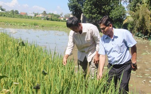 An Giang: Trồng lúa 2 vụ, cho đất nghỉ ngơi, giáo viên nghèo thành tỷ phú