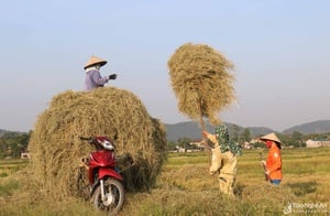 'Chạy rơm' giữa ngày nắng nóng ở vùng quê Nghệ An