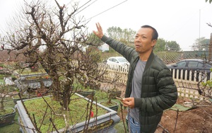 Hà Nội: Đào Nhật Tân hàng chục năm tuổi được &quot;săn đón gắt gao&quot;, có người ngã giá cả trăm triệu về chưng Tết