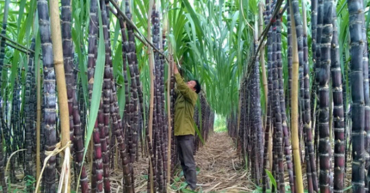 Thái Lan phản ứng Việt Nam áp thuế chống bán phá giá đường