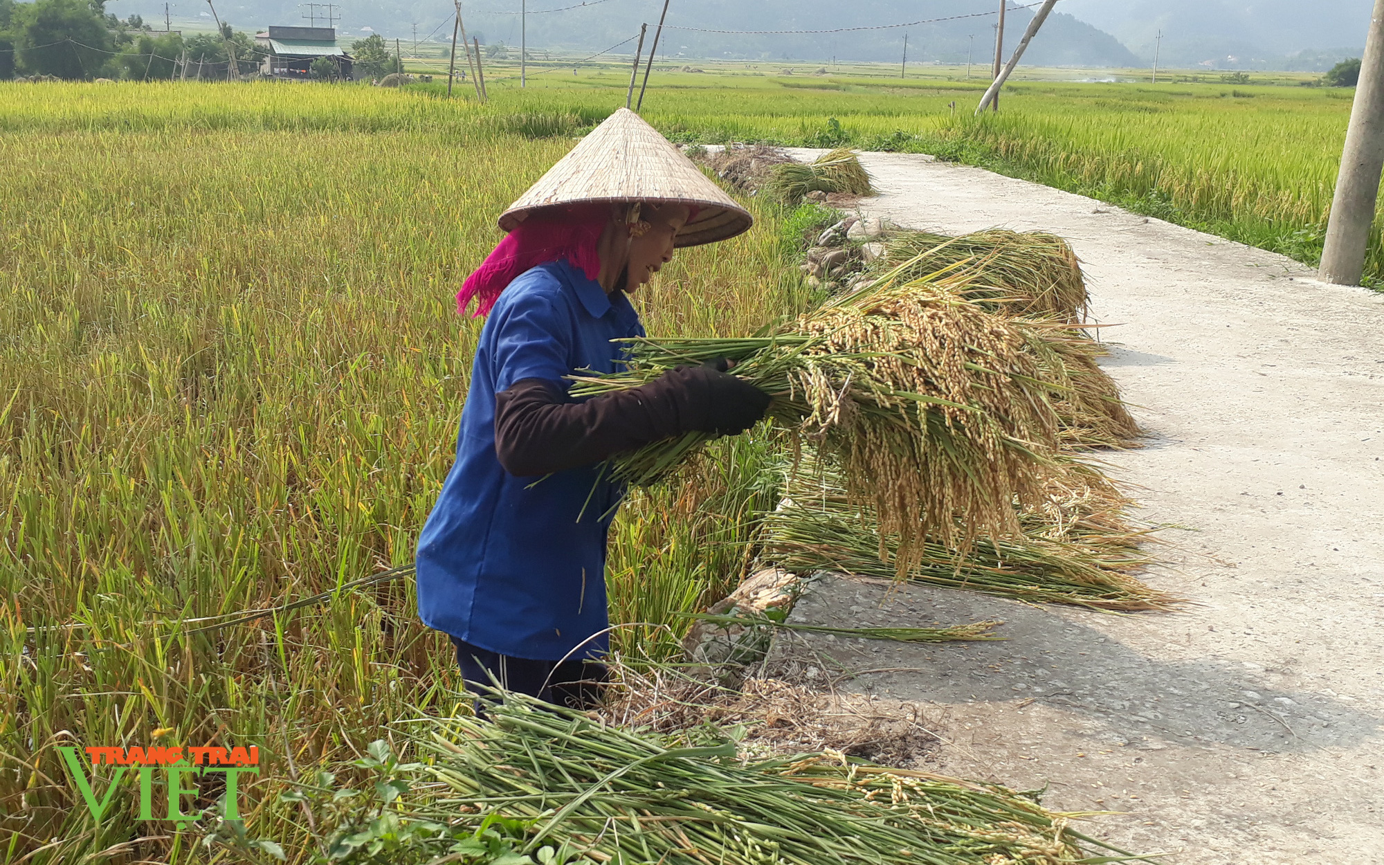 Sức sống mới trên miền đất gió Than Uyên