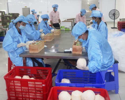 Dừa tươi tăng giá, lập tức bán chạy như tôm tươi