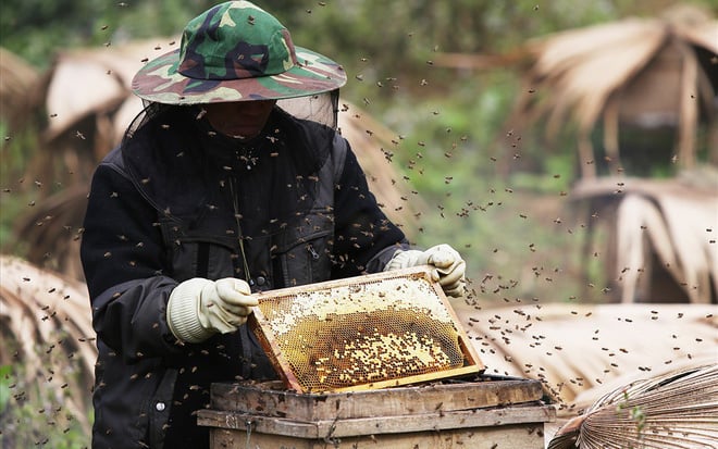 Điện Biên: Thuần dưỡng "lộc rừng", nông dân Chà Nưa thu tiền tỷ mỗi năm