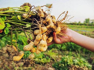 Không trồng lúa mà chuyển sang trồng cây ngắn ngày này, năng suất cao, lợi nhuận tương đối &quot;êm&quot;