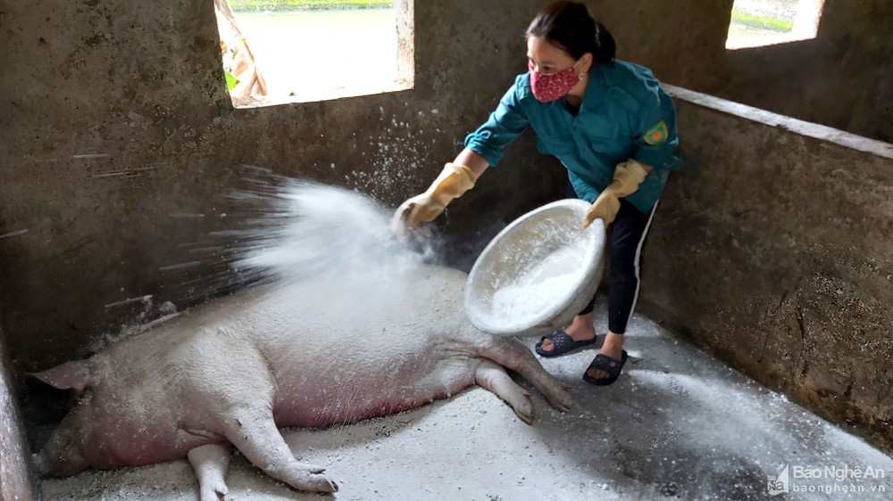 Nghệ An: Vì sao lợn nái hay mắc dịch tả châu Phi, mang thai sắp đến ngày đẻ bỗng lăn ra chết?
