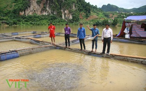 Nuôi cá lồng trên lòng hồ thủy điện, dân nơi đây có thu nhập khá