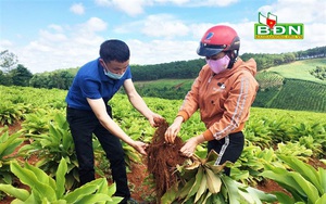 Đắk Nông: Trồng thứ cây lạ, củ ra từng chùm như trứng cút, nông dân đào lên không biết bán cho ai