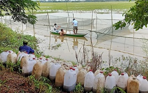 An Giang: Nuôi cá trong ruộng lúa mùa nước nổi, ít phải cho ăn mà cá lại lớn nhanh